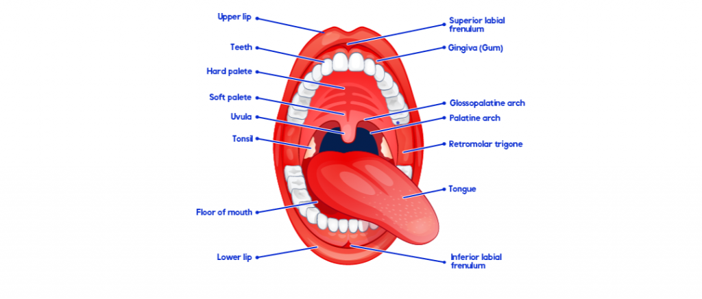 parts of the mouth labelled 