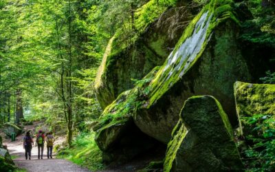 7 German forests you need to visit