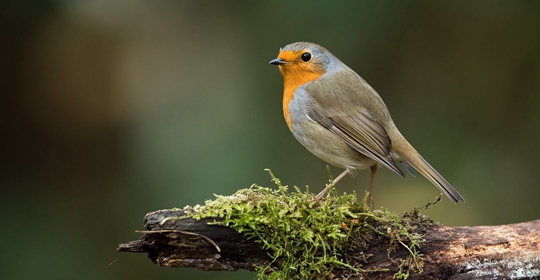 10 garden birds you can find in France