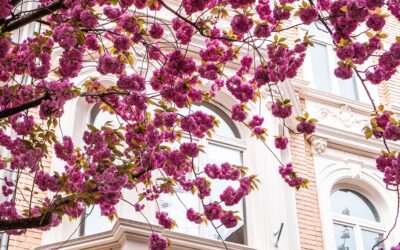 The 4 best cherry blossom spots in Germany