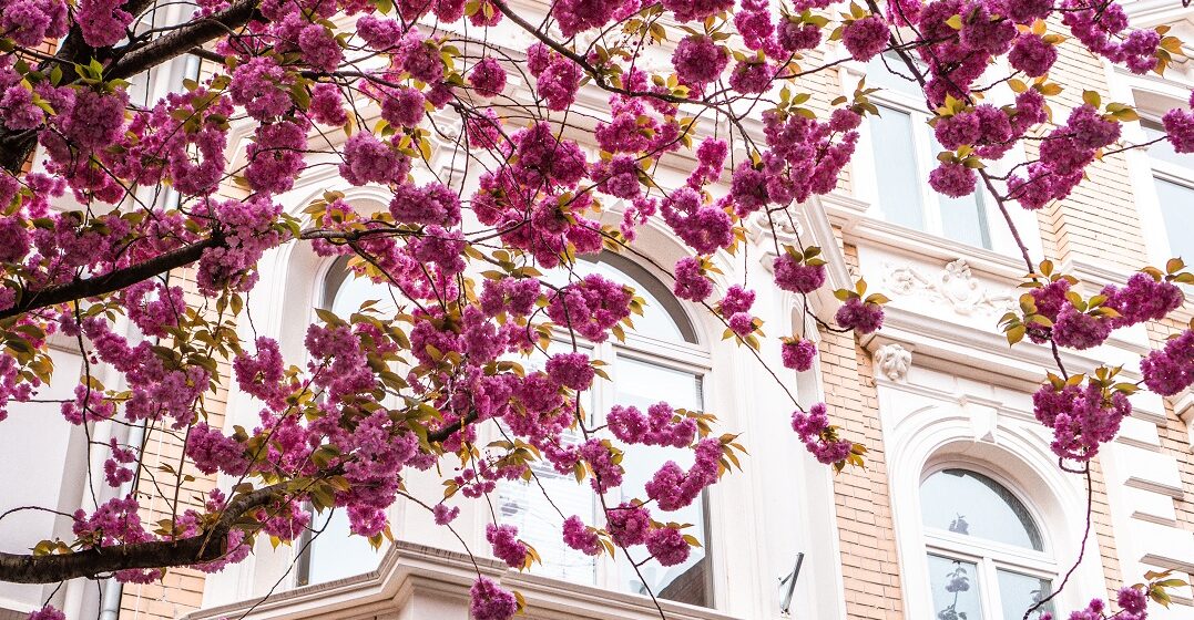 The 4 best cherry blossom spots in Germany