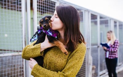 How does dog adoption work in Germany?
